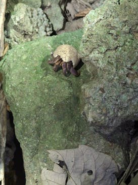 石垣島 ADVENTURE PiPi（イシガキジマアドベンチャーピピ）に投稿された画像（2024/2/20）