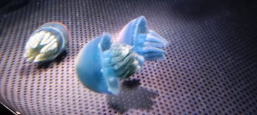 新江ノ島水族館に投稿された画像（2024/2/20）