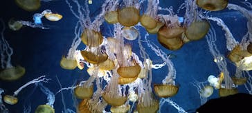 新江ノ島水族館に投稿された画像（2024/2/20）