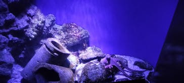 新江ノ島水族館に投稿された画像（2024/2/20）