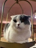 猫カフェモカ 名古屋栄店に投稿された画像（2024/2/20）