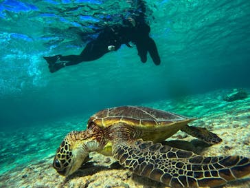 宮古島 ADVENTURE PiPi（ミヤコジマ アドベンチャー ピピ）に投稿された画像（2024/2/20）