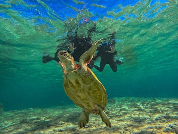 宮古島 ADVENTURE PiPi（ミヤコジマ アドベンチャー ピピ）に投稿された画像（2024/2/20）