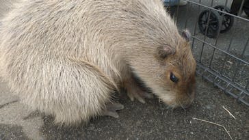 日立市かみね動物園に投稿された画像（2024/2/20）