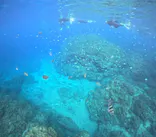 沖縄マリンサービス碧に投稿された画像（2024/2/20）