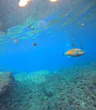 沖縄マリンサービス碧に投稿された画像（2024/2/20）