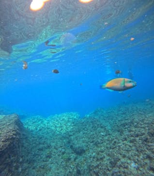 沖縄マリンサービス碧に投稿された画像（2024/2/20）