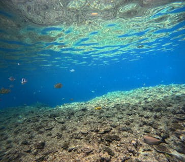 沖縄マリンサービス碧に投稿された画像（2024/2/20）