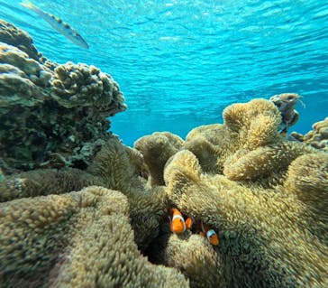 宮古島 ADVENTURE PiPi（ミヤコジマ アドベンチャー ピピ）に投稿された画像（2024/2/20）