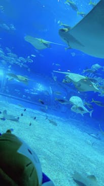 沖縄美ら海水族館（館内体験）に投稿された画像（2024/2/20）