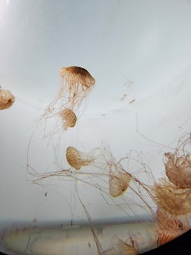 サンシャイン水族館に投稿された画像（2024/2/20）