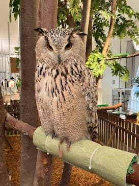 Moff animal cafe イオンモール幕張新都心店に投稿された画像（2024/2/20）