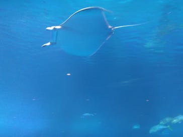 沖縄美ら海水族館に投稿された画像（2024/2/20）