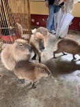 伊豆シャボテン動物公園に投稿された画像（2024/2/20）