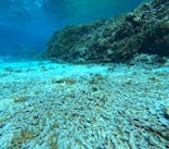 オースリーシュノーケル宮古島に投稿された画像（2024/2/20）