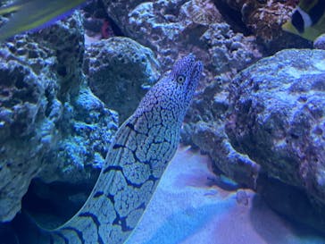 新江ノ島水族館に投稿された画像（2024/2/20）