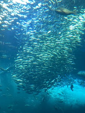 新江ノ島水族館に投稿された画像（2024/2/20）