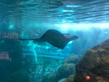 新江ノ島水族館に投稿された画像（2024/2/20）