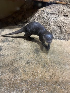 DMMかりゆし水族館に投稿された画像（2024/2/20）