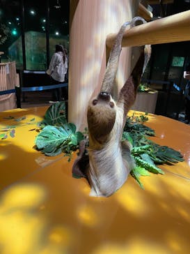 DMMかりゆし水族館に投稿された画像（2024/2/20）