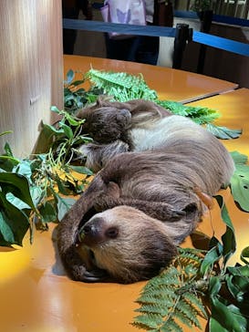 DMMかりゆし水族館に投稿された画像（2024/2/20）