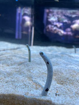 DMMかりゆし水族館に投稿された画像（2024/2/20）