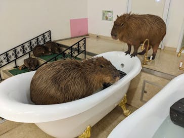 アニタッチ MARK IS 静岡に投稿された画像（2024/2/20）