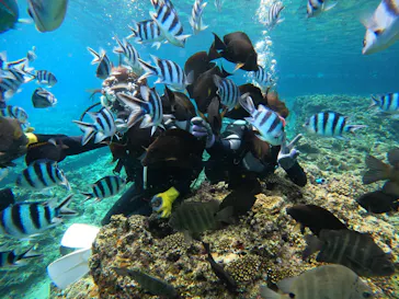 武藤潜水に投稿された画像（2024/2/21）