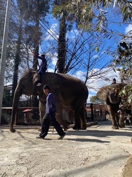 ANIMAL WONDER REZOURT 市原ぞうの国・サユリワールドに投稿された画像（2024/2/21）