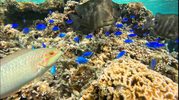 武藤潜水に投稿された画像（2024/2/21）