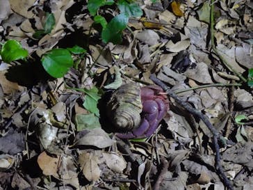 宮古島 ADVENTURE PiPi（ミヤコジマ アドベンチャー ピピ）に投稿された画像（2024/2/21）