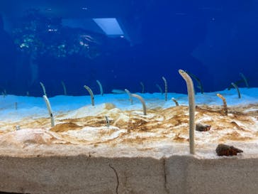 仙台うみの杜水族館に投稿された画像（2024/2/21）