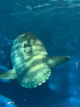 仙台うみの杜水族館に投稿された画像（2024/2/21）