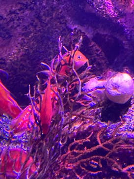 仙台うみの杜水族館に投稿された画像（2024/2/21）