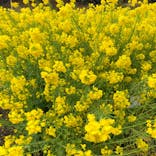 やまぐちフラワーランドに投稿された画像（2024/2/21）