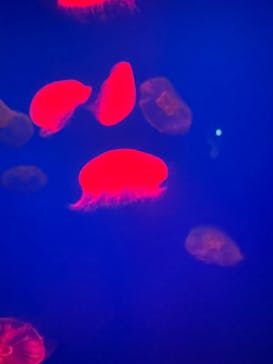 大分マリーンパレス水族館 「うみたまご」に投稿された画像（2024/2/21）
