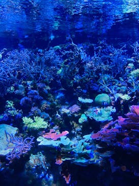 名古屋港水族館に投稿された画像（2024/2/21）