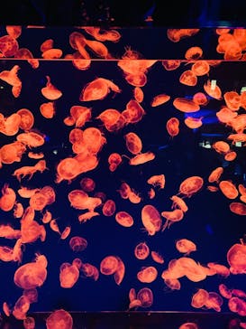 名古屋港水族館に投稿された画像（2024/2/21）