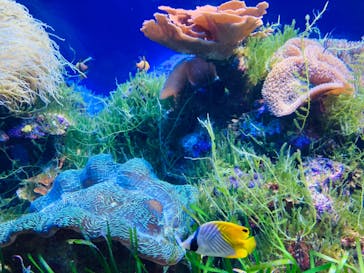 名古屋港水族館に投稿された画像（2024/2/21）