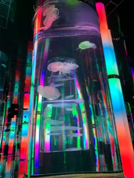 DMMかりゆし水族館に投稿された画像（2024/2/18）