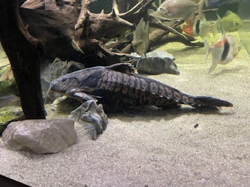 カワスイ 川崎⽔族館に投稿された画像（2024/2/21）