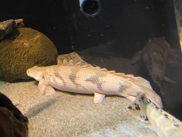 カワスイ 川崎⽔族館に投稿された画像（2024/2/21）