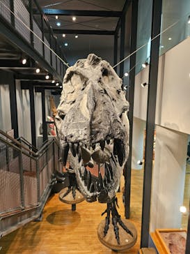 福井県立恐竜博物館に投稿された画像（2024/2/21）