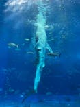沖縄美ら海水族館に投稿された画像（2024/2/21）