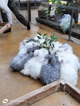 神戸どうぶつ王国に投稿された画像（2024/2/21）