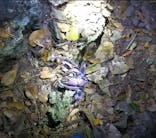 石垣島 ADVENTURE PiPi（イシガキジマアドベンチャーピピ）に投稿された画像（2024/2/21）