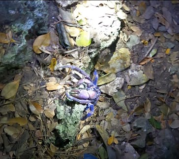 石垣島 ADVENTURE PiPi（イシガキジマアドベンチャーピピ）に投稿された画像（2024/2/21）