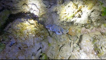 石垣島 ADVENTURE PiPi（イシガキジマアドベンチャーピピ）に投稿された画像（2024/2/21）