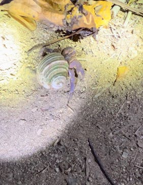 石垣島 ADVENTURE PiPi（イシガキジマアドベンチャーピピ）に投稿された画像（2024/2/21）