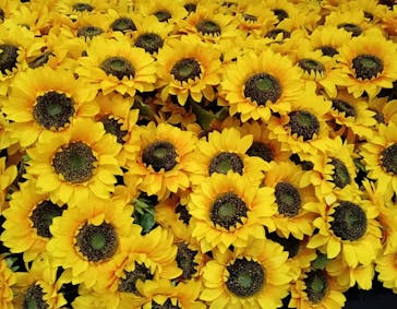 ゴッホ・アライブに投稿された画像（2024/2/21）